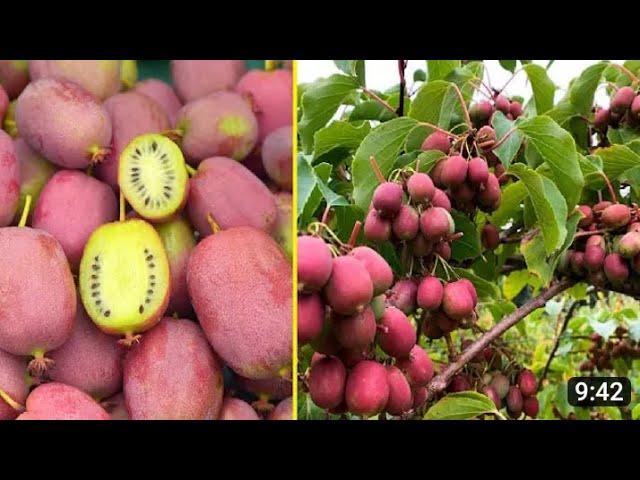 Amazing Mini Kiwi Harvesting and Farming - Kiwi Berries Cultivation Technique Hardy Kiwi