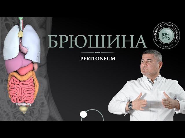 Брюшина / Peritoneum. Серозные оболочки