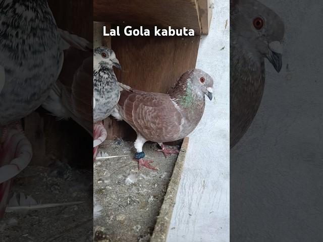 Lal Gola Kabutar ka shokh karo By Naseem Saifi #shortvideo #pigeon #viralvideo #trending