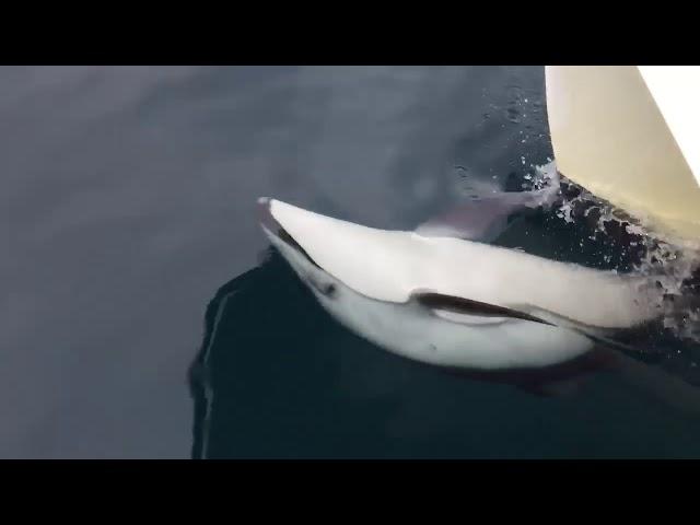 Pacific white sided dolphin “love” our boat