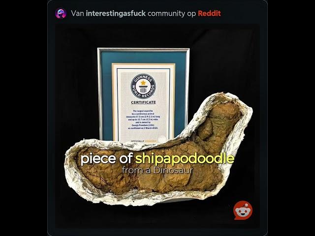 The Biggest Piece Of .... From A Dinosaur.