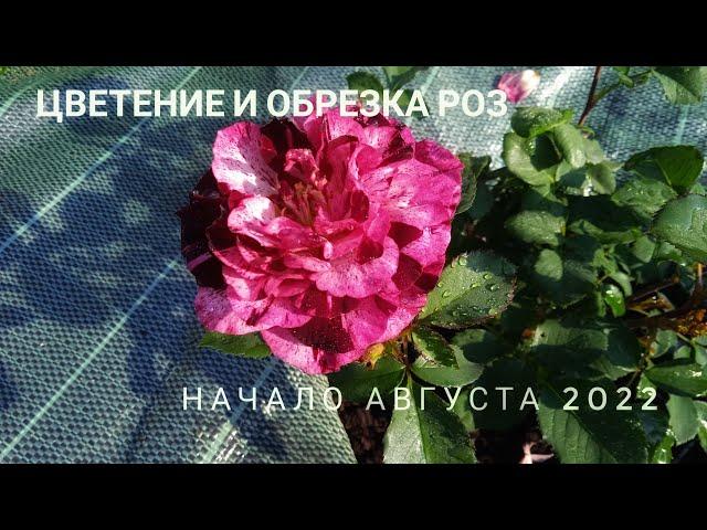 Цветение и обрезка роз. Начало августа 2022.