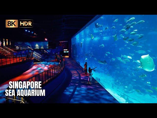 Largest Aquarium in Southeast Asia - Singapore SEA Aquarium (8K HDR)