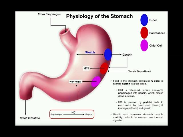 Anatomy & Physiology of the Stomach