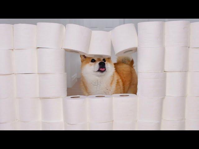 Shibas' Reaction To The Toilet Paper Wall Challenge | Funny