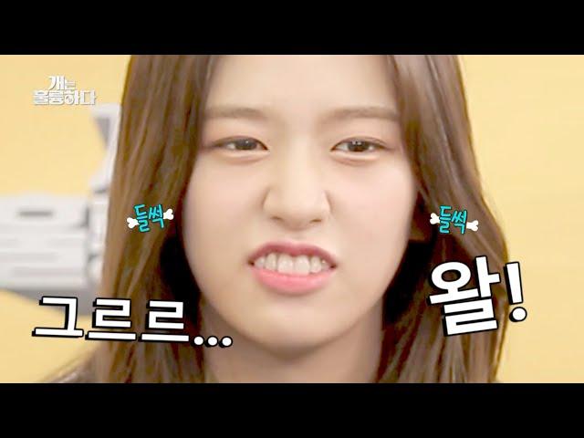 [아이브 안유진] 이경규한테 훈련받는 안댕댕ㅋㅋㅋㅋ (in 개훌륭)