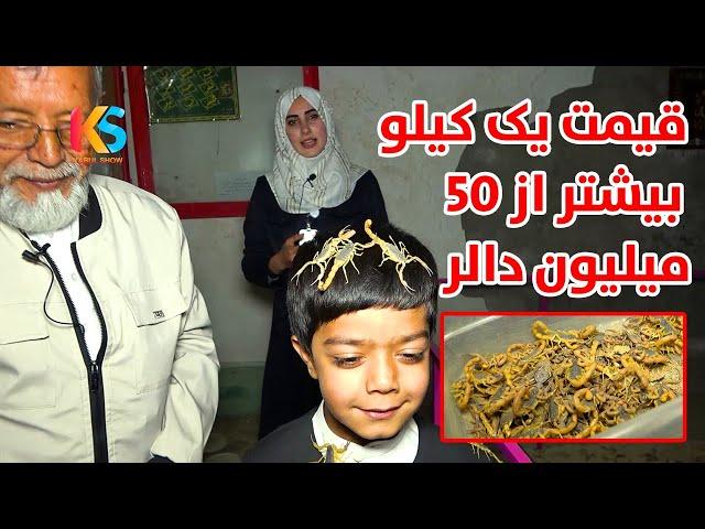 دیدار از فارم گژدم | قیمت یک کیلو زهر بیشتر از 50 ملیون دالر