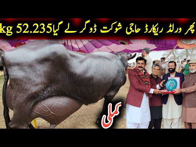 World champion buffalo and world record in milk 52.235 kg on bhadurnager farm 2025|Earn from buffalo