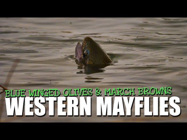 Fly Fishing Spring Western Hatches - 4 Days Blue-Winged Olives and March Brown Mayflies