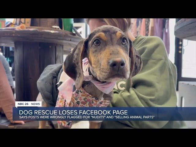 Dog rescue banned from Facebook after being falsely reported for 'nudity', 'selling animal parts'