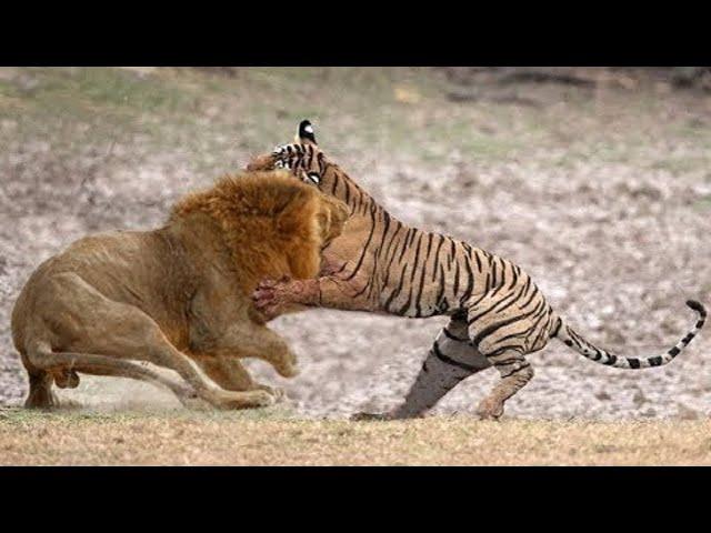 Tiger VS Lion. Who would win?