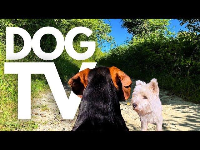 GoPro DogTV | 10hrs of Relaxing Virtual Dog Walks Through Peaceful Countryside  Dog POV