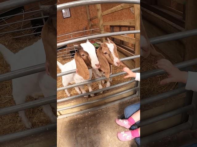 SHE LOVED THE GOATS #babygirl #cute #GOATS #shorts #animals