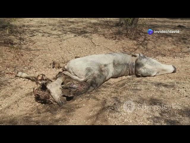 The lure of the Kruger Millions