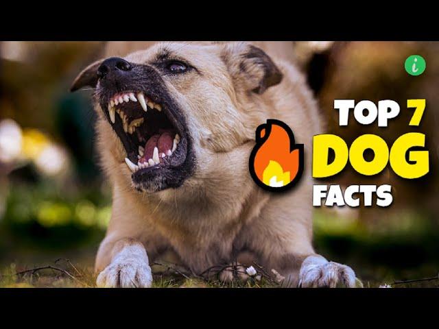 Top 7 Dog Facts That Will Amazed You | Dog Facts | Info Hifi