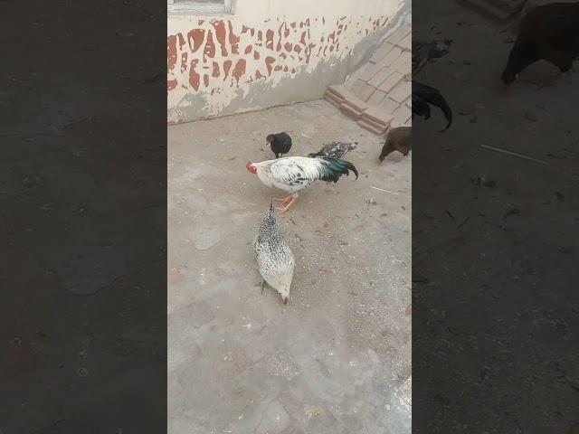 https://youtu.be/8SbJqawCqX0?si=qsLkVEq-C6SYox7O morgi na anda da dia