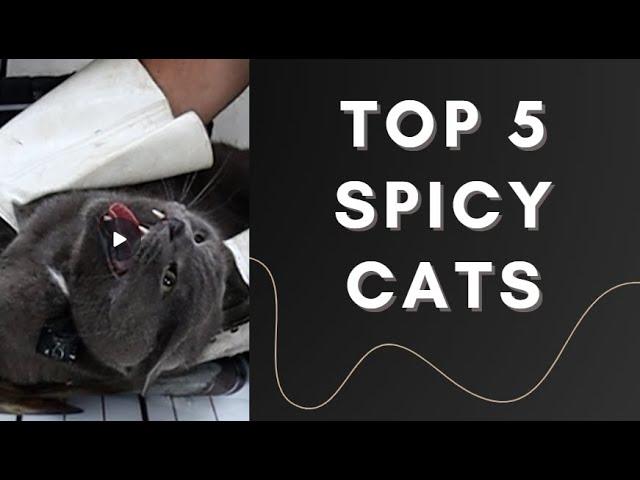 Top 5 angry CATS !!