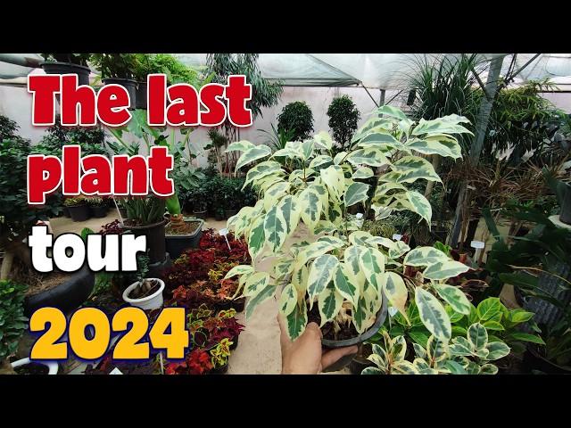 The last plant tour of 2024 | indoor plants collection in greenhouse "Part 2"