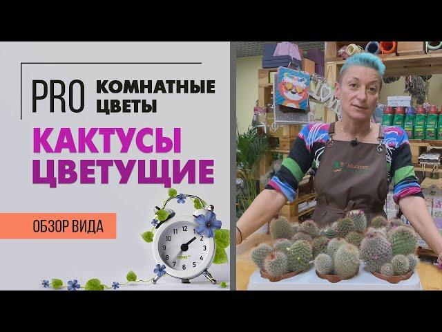 Цветущие кактусы маммилярия.  Набор кактусов в одном горшке.