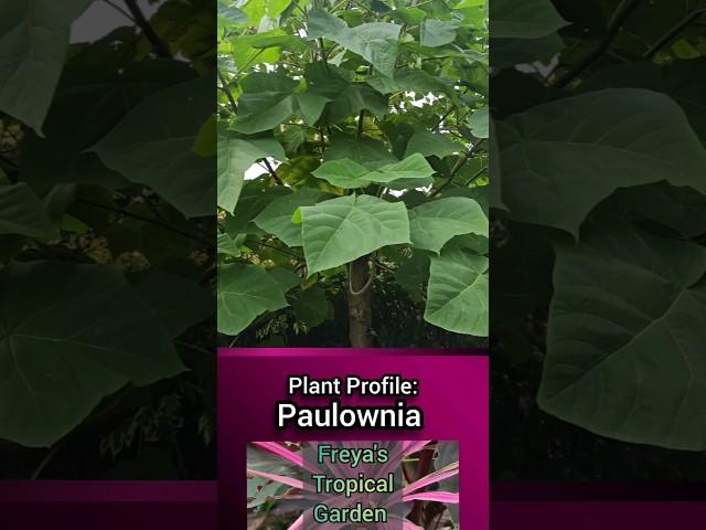 Plant Profile: Paulownia (Princess Tree)