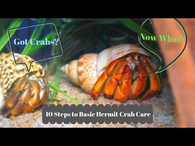 Basic Hermit Crab Care - How to Have a Happy Hermit Crab | By Crab Central Station