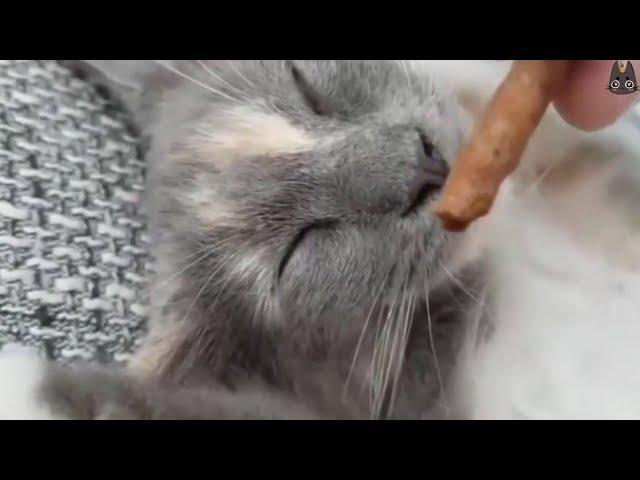 Waking Up Cats With Food! (A Compilation)