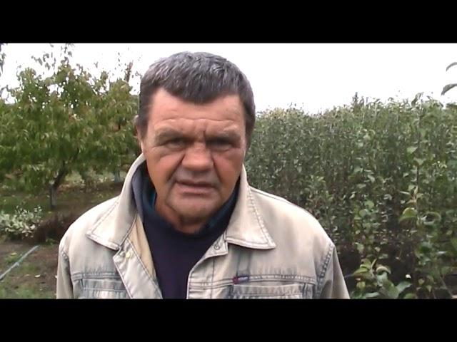 За здоровым посадочным материалом деревьев в питомник в х.Мартыновку .