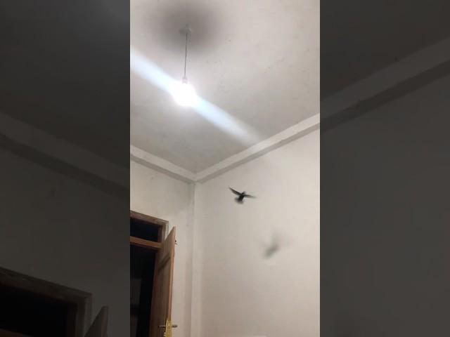 ️ Bird Crashes! .Flies into My Bedroom and   Must-See Moment!