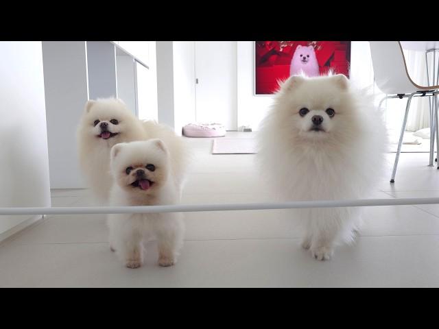 A Puppy That’s Even More Talkative than Pongki Visited! What Will Happen When the Puppy Looks Sick?