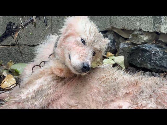 Abused by a Drunken Owner and on the Brink of Death — We Had to Save Her!