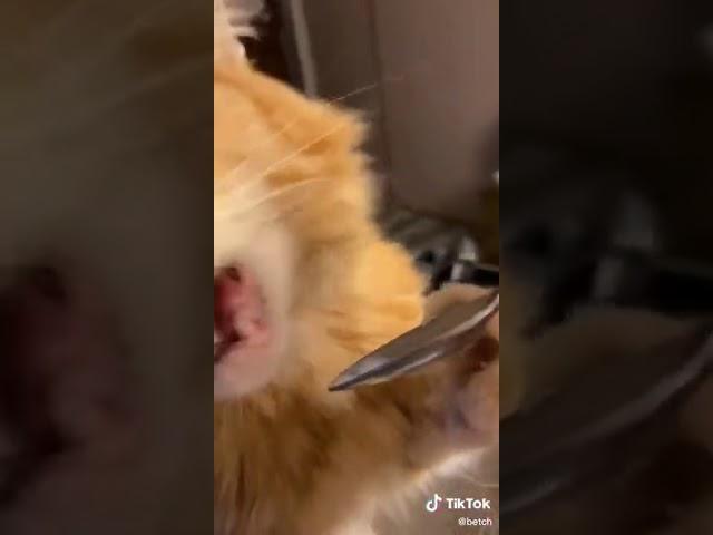 Cat eats pistachio ice cream #shorts #funny #animals #imwhyat #