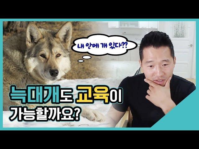 늑대개도 교육이 가능할까요?｜수밤라이브