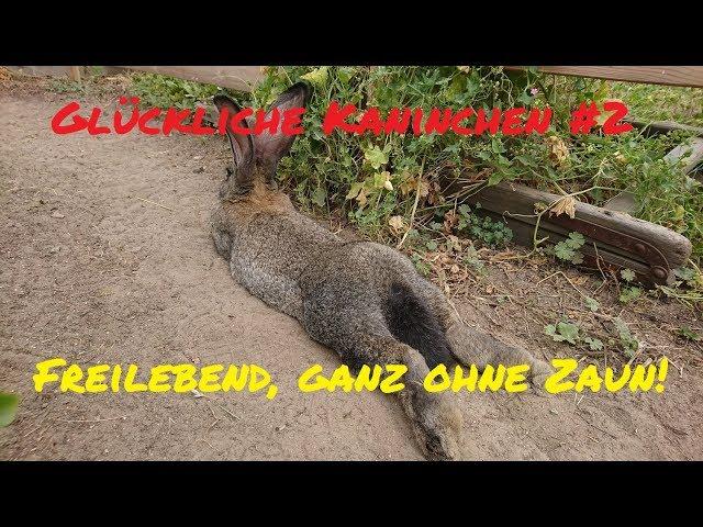 Wirklich glückliche Kaninchen reloaded #2