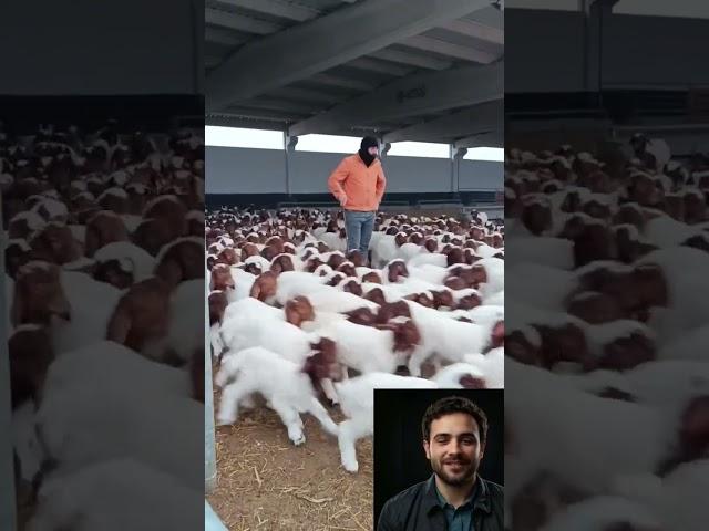 ‏مزارع الأغنام الكبيرة
