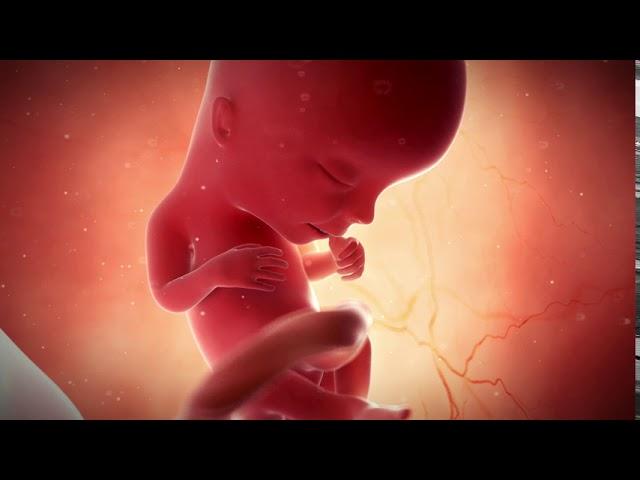 Fetal development week 13