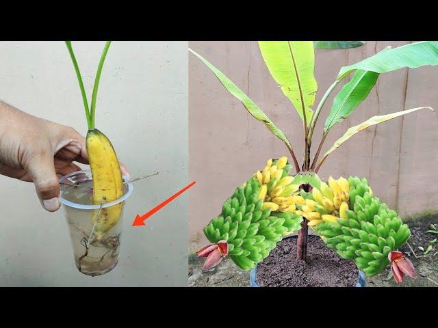 Amazing Skill How to grow Banana tree from banana fruit  100% Real