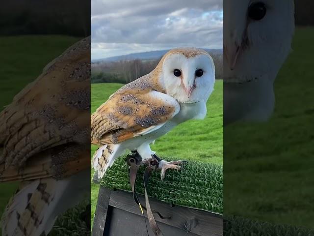 Come fly our Barn Owl!