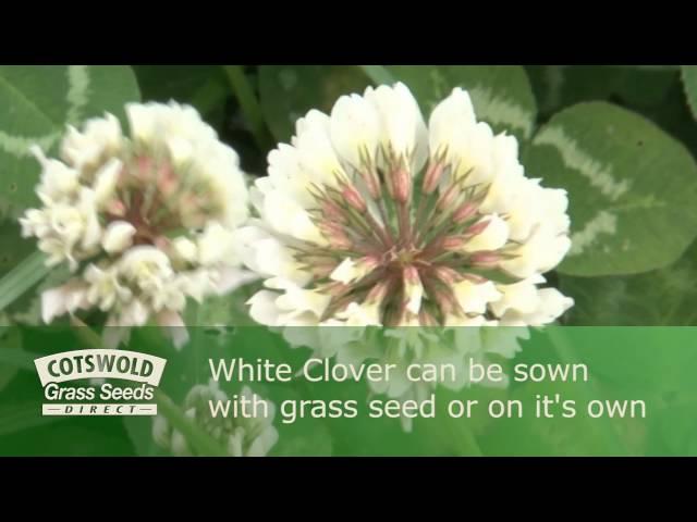 Over-Seeding - Cotswold Seeds