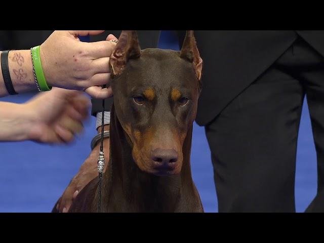 Doberman Pinscher, 2018 National Dog Show, Working Group