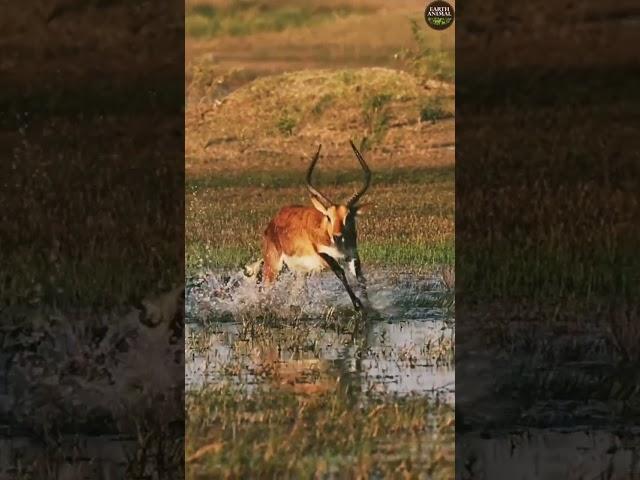 wild dogs attack red lecher #wildlife #wilddog #bbcearth #shorts