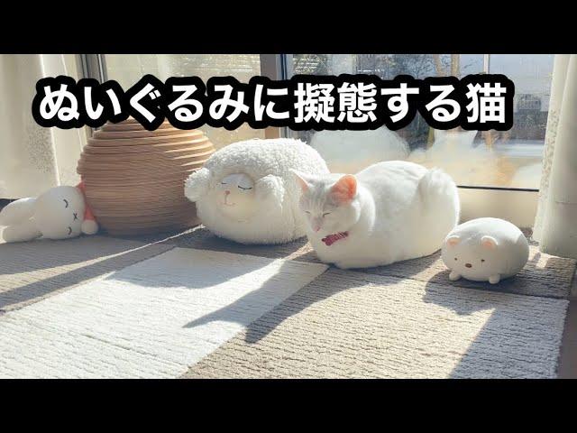 お気に入りのぬいぐるみに擬態する猫が可愛すぎる｜それを見て驚く元野良猫も面白すぎる