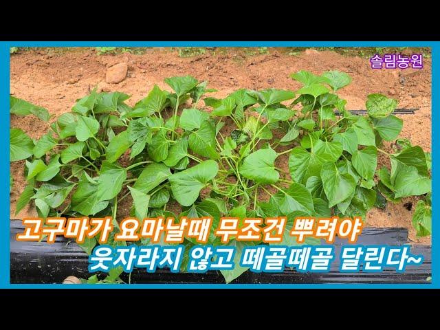 고구마가 요마날때 뿌려줘야 웃자람 없이 떼골떼골 많이 달립니다