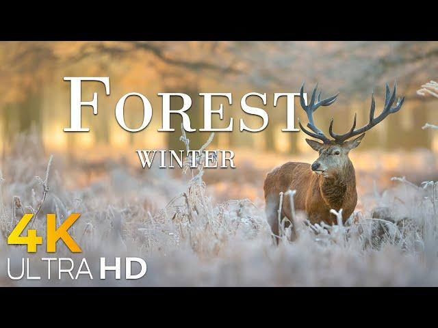 Forest in Winter 4K Amazing Aerial Film - Peaceful Piano Music - Amazing Nature - Video 4K Ultra HD