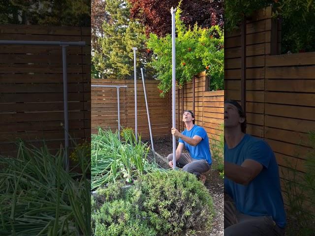Plant two successions on one trellis: Mid-season crop swap on the Freyr trellis
