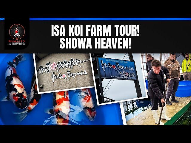 ISA KOI FARM - WALKAROUND/TOUR!!