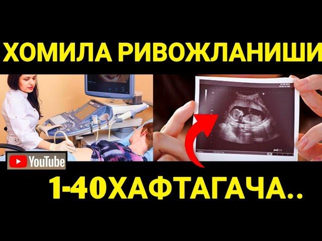 HOMILA RIVOJLANISHI |1-40haftagacha |Stages of pregnancy