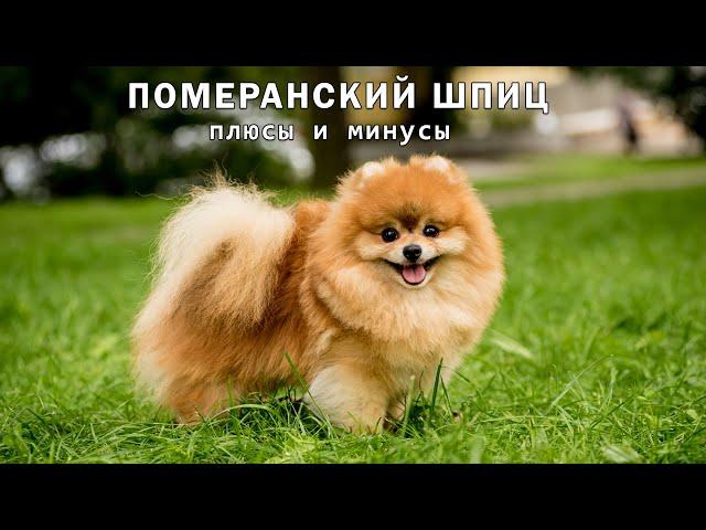 ПОМЕРАНСКИЙ ШПИЦ. Плюсы и минусы Pomeranian Spitz