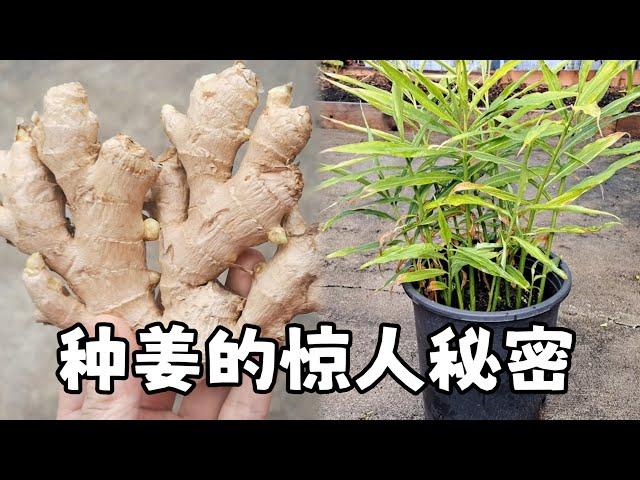 家庭種姜高產的3个秘密, 驚人的發現！