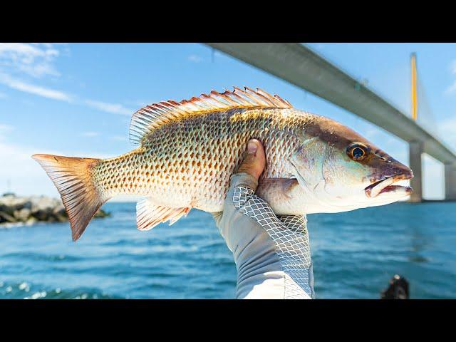 EASY Mangrove Snapper Fishing Under Skyway Bridge Tampa Bay