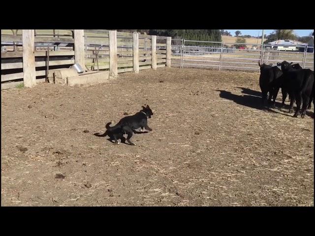 2018 National Working Stock Dog Sale,  Dude